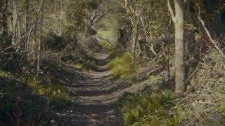 Bibio - Two Paths