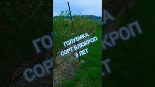 Голубика сорт Блюкроп 9 лет. #голубика #сад #огород #дача #голубикабеларусь