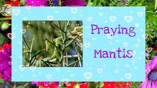 Praying Mantis/Virgie Costillas