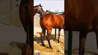 #horse #equestrian #animals #cowboys #automobile #meeting #hoursepower #shortvideo