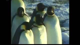 Narration - Visual Bridges - Penguins