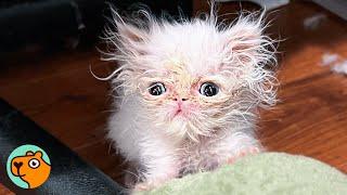 Smallest Animals To Make You Go Aw | Cuddle Buddies | Cuddle Buddies