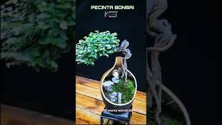 Pot bonsai guci pecah #bonsai #shorts #sakrul