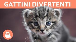 Gatti pazzi garantiti per farti ridere - GATTINI DIVERTENTI