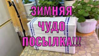 ПЕЛАРГОНИЯ! ПОСЫЛКА- ЗИМНЯЯ (утеплённая) ️Обзор!!!