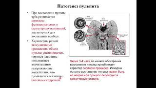 Эндодонтия 3. Воспаление пульпы. Этиология, патогенез, классификация