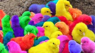 Tangkap Ayam Lucu, Ayam Warna Warni, Ayam Rainbow, Bebek Angsa, Ikan Hias, Hamster, Kelinci Kura