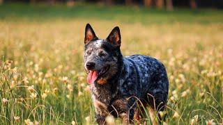 Socializing Your Australian Cattle Dog: Tips and Tricks for a Smooth Integration