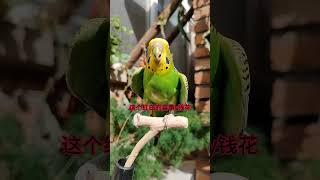 #年轻人养宠图鉴#潮流星创计划 #parrot #cuteparrot