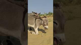 #donkey #animals #toptrendingshorts #vireals #ghadha #pets