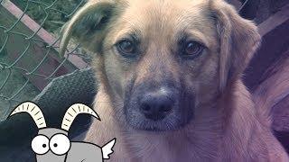 ЖЕСТОКОСТЬ К ЖИВОТНЫМ