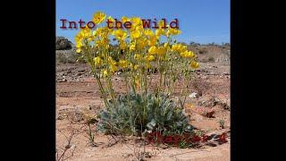 Into the Wild Chapter 4 Summary