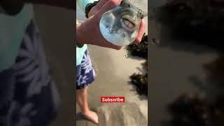 Pumping up a fish