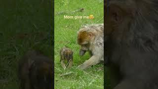 Baby and mom eat grass #interesting #baby #cute #monkeys#shorts