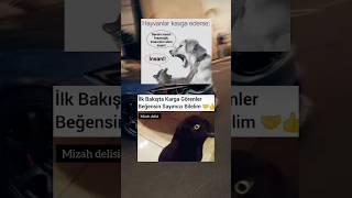 hayvanlar kavga ederse nolur