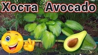 Хоста Avocado в саду