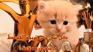 في هذه القناة كل شي عن تربية القطط (مقطع تعريفي بالقناة)