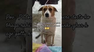 based on real incidents # dog videos#dog funny video#bello the desi.