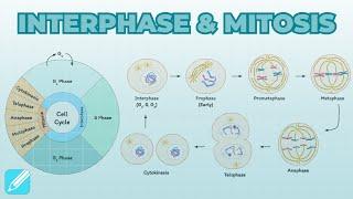 Cell Cycle: Interphase & Mitosis | Cell Biology