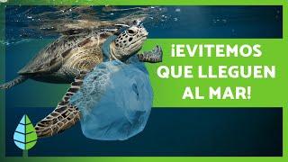 PLASTICS in the SEA ️ Causes, Consequences and Solutions!