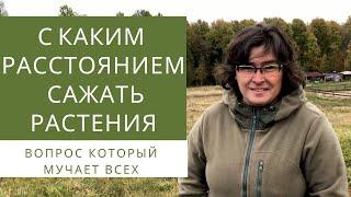 Какое расстояние должно быть между растениями? Наталья Самойленко делится своим опытом.