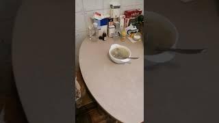 Очень важный кот сел обедать
