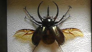 ИЗ МИРА: 68. Chalcosoma atlas (дупляк атлас)