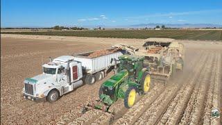 Onion Harvest near Nampa Idaho