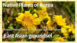 솜방망이 [Native Plants of Korea. 18] East Asian groundsel (English version)