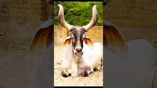 Cow Comedy Pani Lao Re  #cow