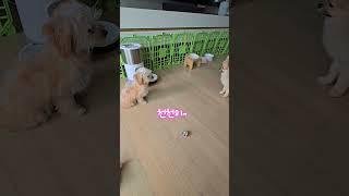 #뽀뽀요정#꼬미루미일상#밥나오는 시간을 기가막히게  알고있는 자매