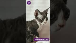 Devon Rex Cat - A Complete Breed Guide | Discover the Unique Charm and Personality 