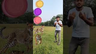 15 October 2024 to, spining biskut and ,tiger,chita,manki, voluk,horse and short magic VFX video,