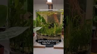 Hydra Killing My Fish