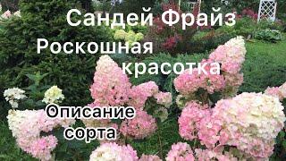 РОСКОШНАЯ ГОРТЕНЗИЯ САНДЕЙ ФРАЙЗ. Обзор и описание сорта.Такая красотка должна быть в каждом саду!