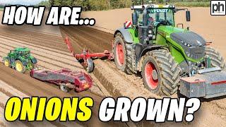 HOW are ONIONS Grown on a Farm - British Farming Video #GrowingOnions #TractorsWorking