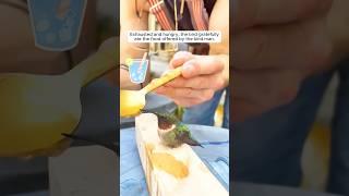 A man saved a trapped hummingbird and got a surprise