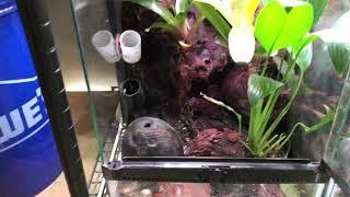 Dart frog room update