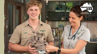 Crucial new facility for wild Koalas | Wildlife Warriors Missions