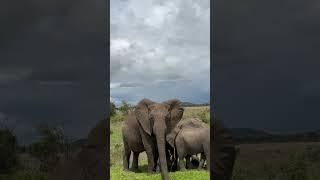 Reach out and touch Elephants