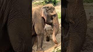 Chiang Mai, Elephant Santuary, Thailand