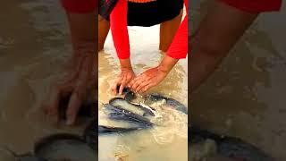 #fishing #fish #fishing life #girl fishing #amazing fish #carpfishing #My life yaya #shorts #reels