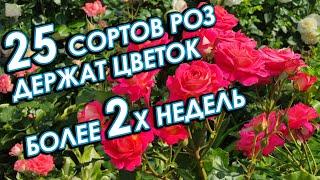 25 СОРТОВ РОЗ, которые держат цветок на солнце более 2х недель.