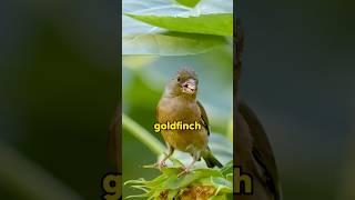 Goldfinches brid.#foryou #animals