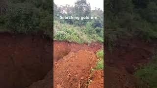 Searching gold ore #mining #activatedcarbon #goldmining