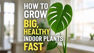 Grow Big, Healthy Indoor Plants Fast