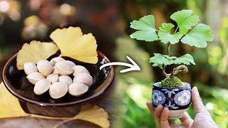 Ginkgo teacup mini bonsai Wrapping it around with wire 【Bonsai diary 6/23】ginkgo biloba how to DIY