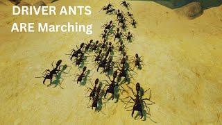 Driver ants vs 3 Termites mounds(Empires of the undergrowth)