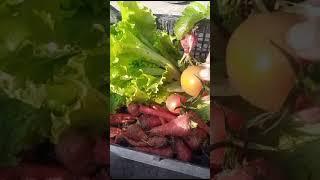 kitchen harvesting