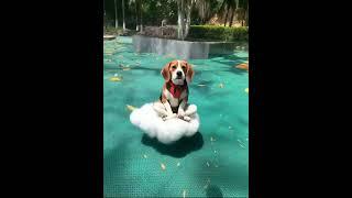 Guo Guo the Beagle Floats on Cloud 9 ️ | ビーグル犬グオグオ、夢の雲の上へ！